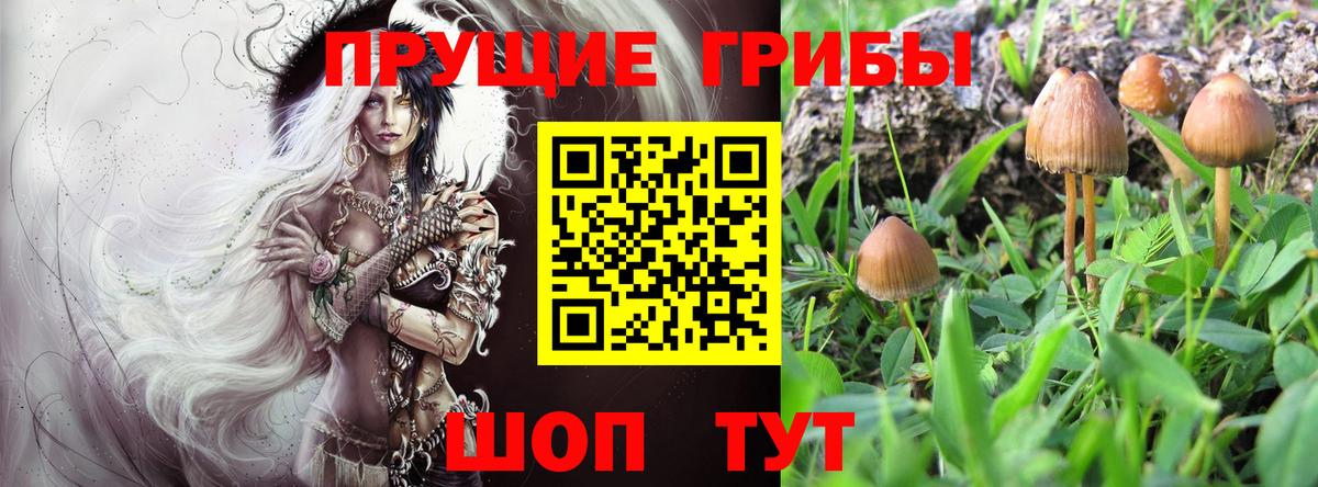 Псилоцибиновые грибы мицелий Сланцы